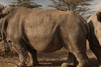 Záchranné programy nosorožců - Přemysl Rabas