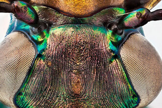 Makrofotografie hmyzu