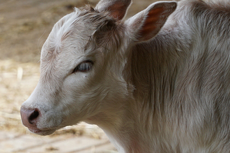 zebu zakrslý