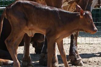 watusi